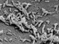 /album/fotogaleria-de-la-agrobacterium/descarga-3-jpg/